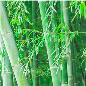 Naturally Soft Bamboo Fabric
